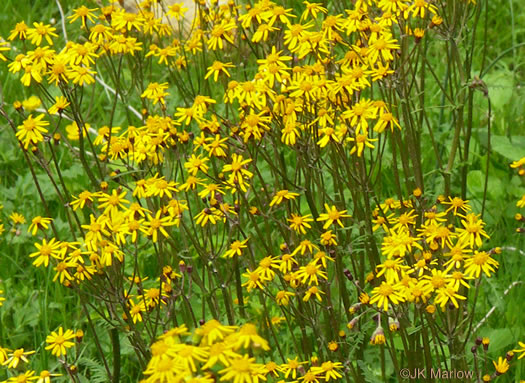 image of Packera aurea, Golden Ragwort, Heartleaf Ragwort, Golden Groundsel