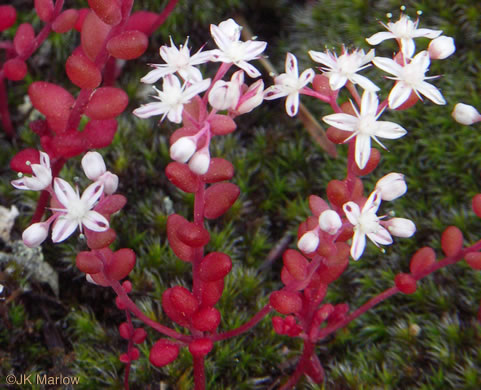 Elf-orpine