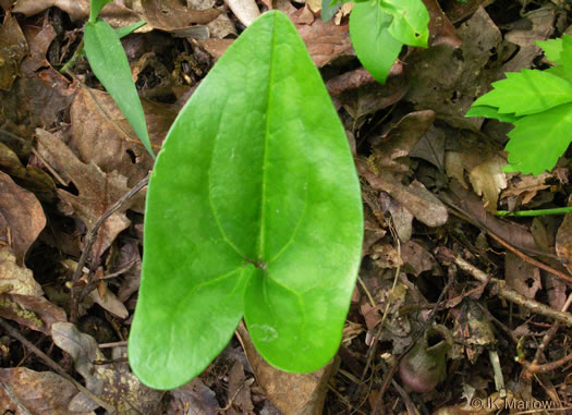 image of Hexastylis arifolia, Little Brown Jug, Arrowhead Heartleaf, Arrowleaf Heartleaf, Pigs