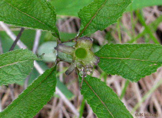 image of Eutrochium fistulosum, Hollow-stem Joe-pye-weed