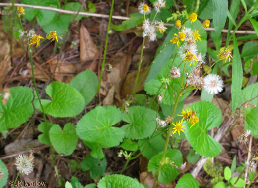 image of Packera aurea, Golden Ragwort, Heartleaf Ragwort, Golden Groundsel