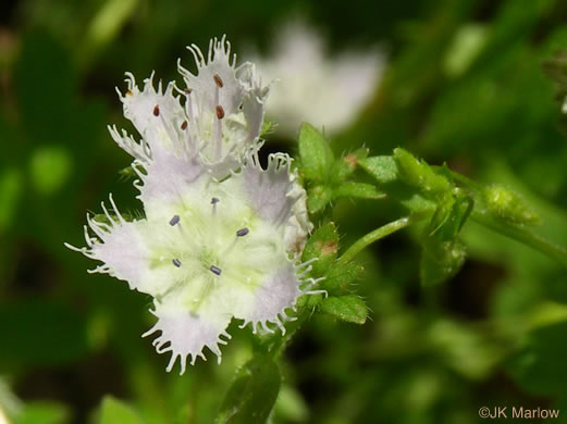 image of Phacelia fimbriata, Fringed Phacelia, Blue Ridge Phacelia