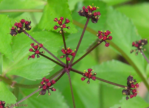 image of Thaspium trifoliatum var. trifoliatum, Purple Meadow-parsnip, Woodland Parsnip