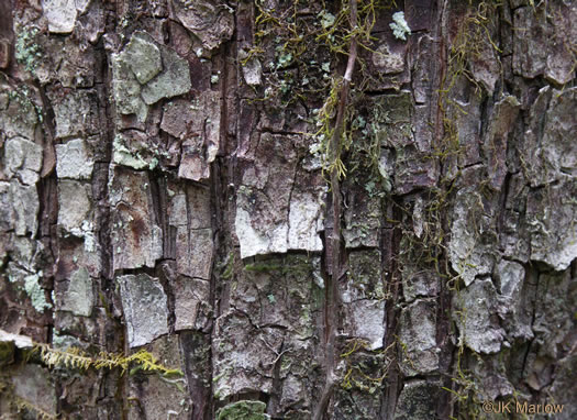 image of Halesia tetraptera var. monticola, Mountain Silverbell