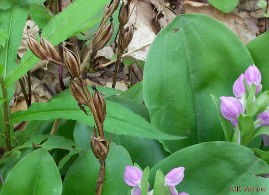 image of Galearis spectabilis, Showy Orchis