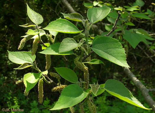 image of Broussonetia papyrifera, Paper Mulberry