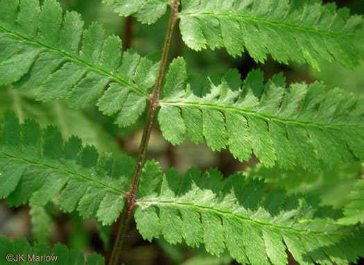 image of Athyrium asplenioides, Southern Lady Fern