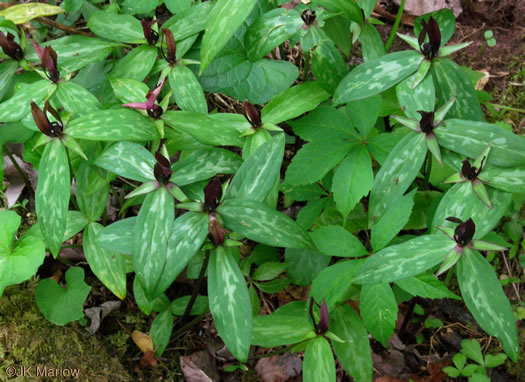 Lanceleaf Trillium