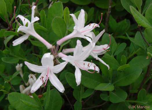 image of Rhododendron colemanii, Red Hills Azalea, May-pink Azalea