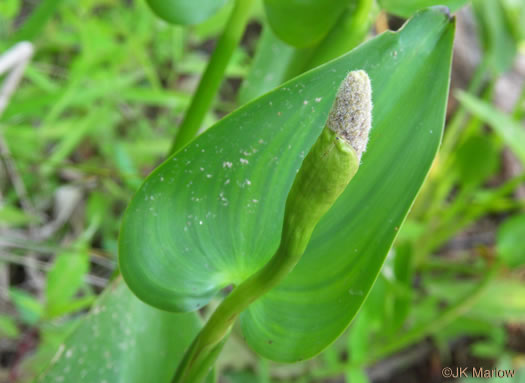 Pontederia cordata var. cordata, Heartleaf Pickerelweed, Wampee