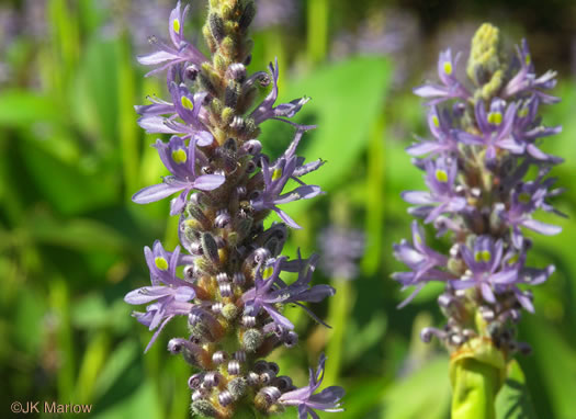 Heartleaf Pickerelweed