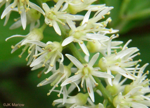 image of Itea virginica, Virginia Sweetspire, Virginia-willow