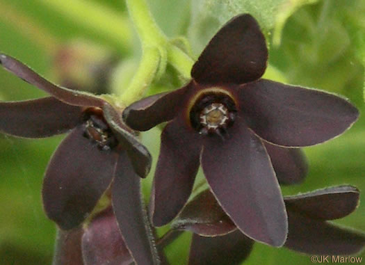 image of Matelea carolinensis, Carolina Spinypod, Climbing Milkweed, Climbing Milkvine, Maroon Carolina Milkvine