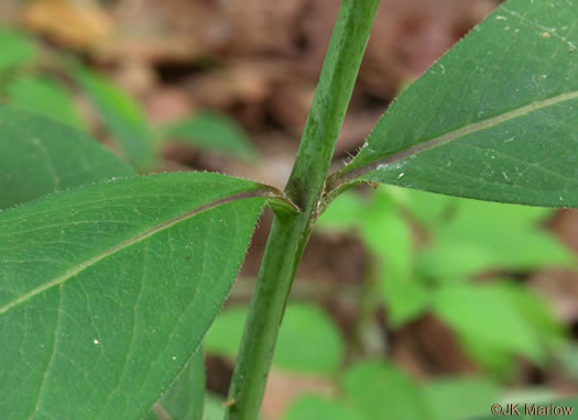 image of Silphium asteriscus var. asteriscus, Starry Rosinweed