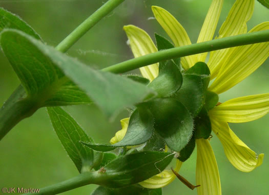 image of Silphium asteriscus var. asteriscus, Starry Rosinweed