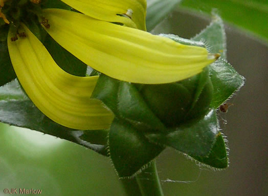 involucral bracts