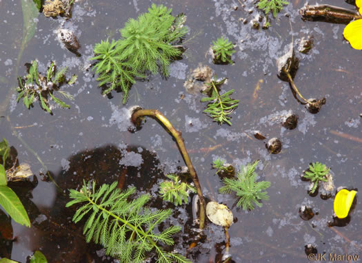 image of Myriophyllum aquaticum, Parrot-feather