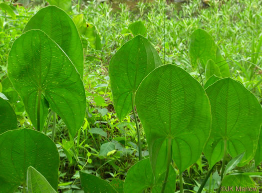 image of Sagittaria latifolia +, Broadleaf Arrowhead, Duck Potato, Common Arrowhead