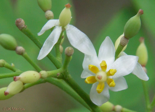 image of Nandina domestica, Nandina, Heavenly-bamboo, Sacred-bamboo