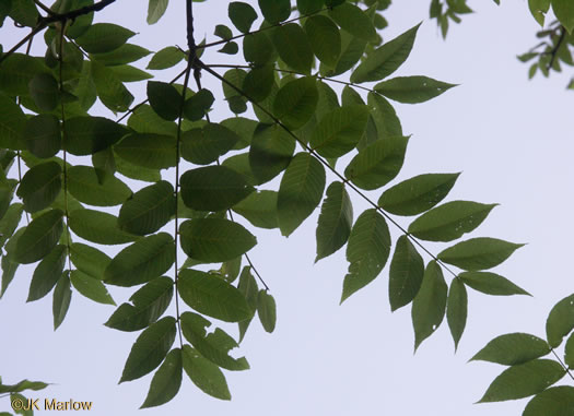 image of Juglans nigra, Black Walnut