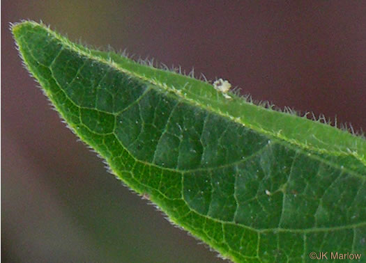 image of Ruellia caroliniensis, Carolina Wild-petunia, Common Wild-petunia, Hairy Ruellia