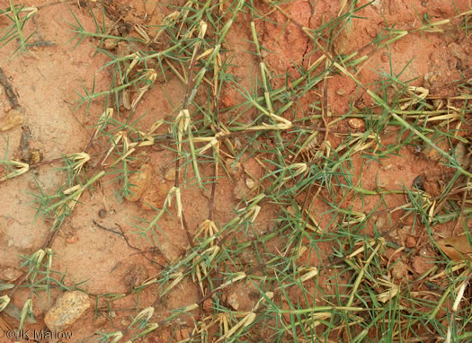 image of Cynodon dactylon, Bermuda Grass, Scutch Grass