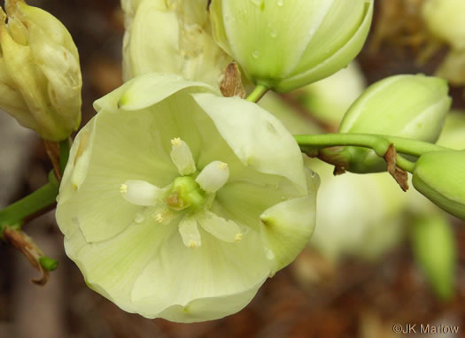 image of Yucca filamentosa, Beargrass, Spoonleaf Yucca, Curlyleaf Yucca