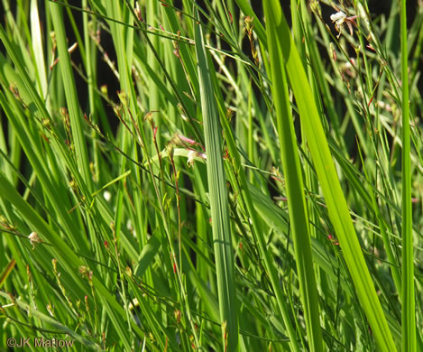 image of Imperata cylindrica, Cogongrass, Bloodroot Grass, Brazilian Satintail