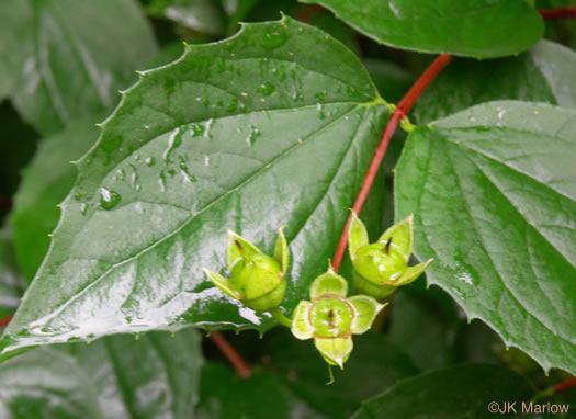 image of Philadelphus inodorus, Appalachian Mock-orange, Scentless Mock-orange