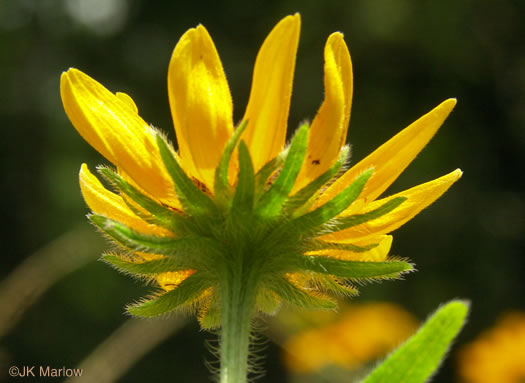 involucral bracts