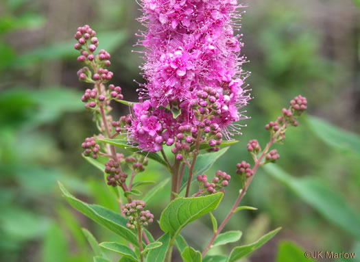 image of Spiraea alba, Narrowleaf Meadowsweet, Pipestem