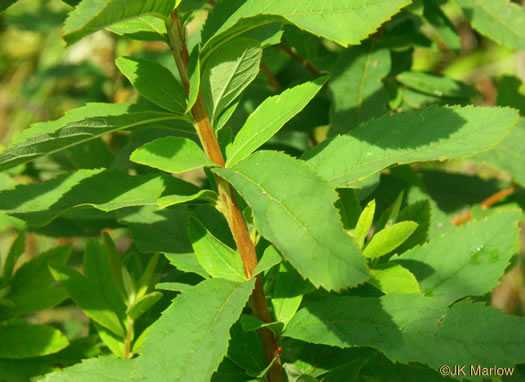 image of Spiraea alba, Narrowleaf Meadowsweet, Pipestem