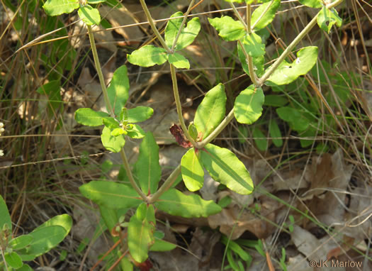 Sandhill Wild-buckwheat