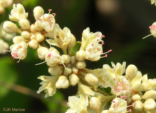 image of Eriogonum tomentosum, Sandhill Wild-buckwheat, Southern Wild-buckwheat, Dog-tongue Buckwheat