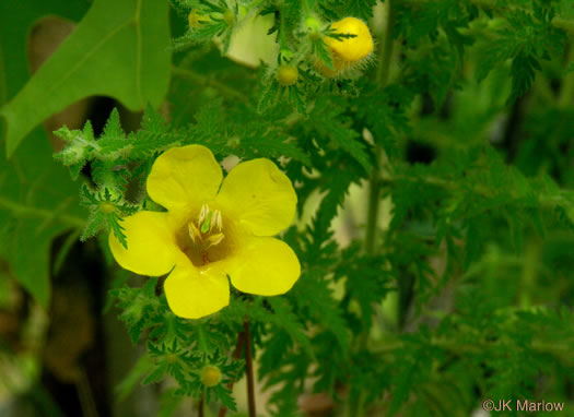 image of Aureolaria pectinata, Southern Oak-leach, Sticky False Foxglove, Combleaf Yellow False Foxglove