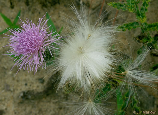 image of Cirsium repandum, Sandhill Thistle