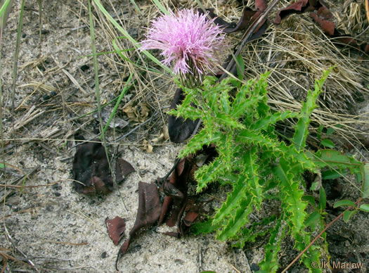 Sandhill Thistle