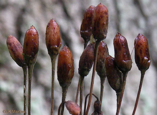 image of Primula meadia, Eastern Shooting Star