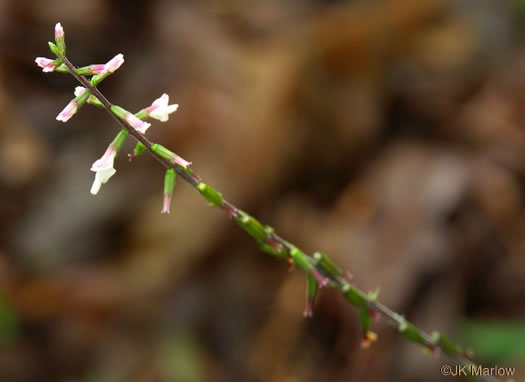 image of Phryma leptostachya, American Lopseed