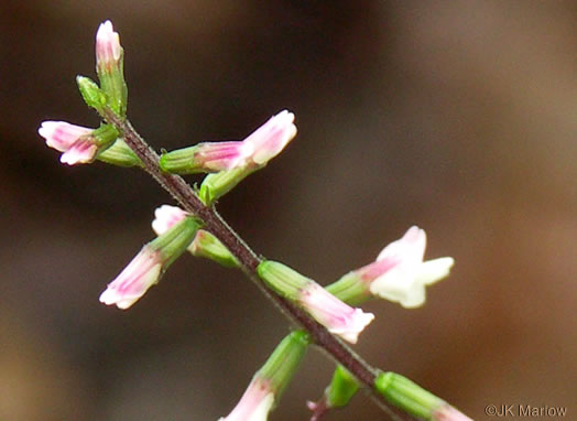 American Lopseed