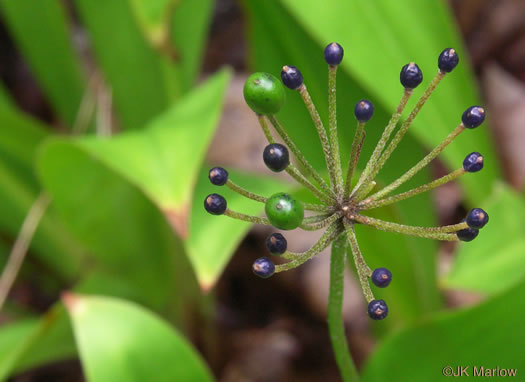 image of Clintonia umbellulata, Speckled Wood-lily, White Clintonia