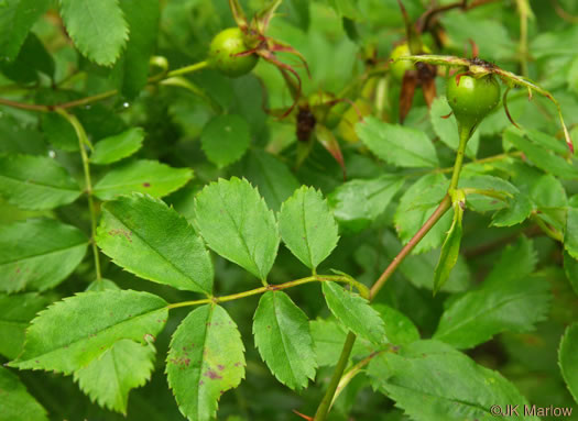 image of Rosa carolina ssp. carolina, Carolina Rose