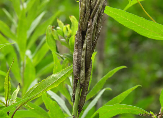 image of Thermopsis villosa, Aaron's Rod, Blue Ridge Golden-banner, Hairy Bush Pea