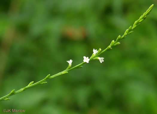 image of Verbena urticifolia, White Vervain, Nettleleaf Verbena, Velvetleaf Vervain