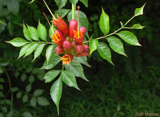 image of Campsis radicans, Trumpetcreeper, Trumpet Vine, Cow-Itch Vine