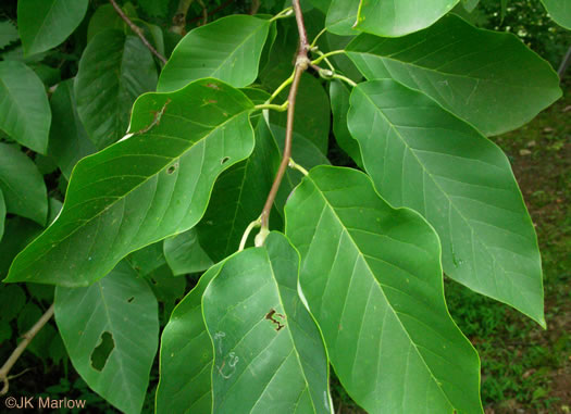 image of Magnolia acuminata var. acuminata, Cucumber Magnolia, Cucumber-tree