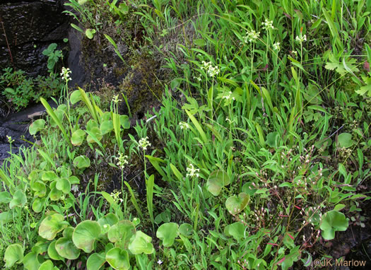 image of Platanthera clavellata, Small Green Wood Orchid, Club-spur Orchid, Woodland Orchid, Streamhead Orchid