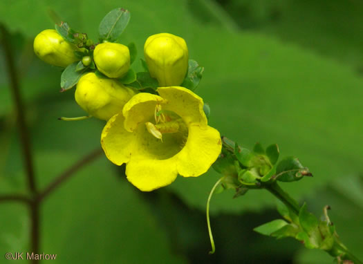 Appalachian Oak-leach