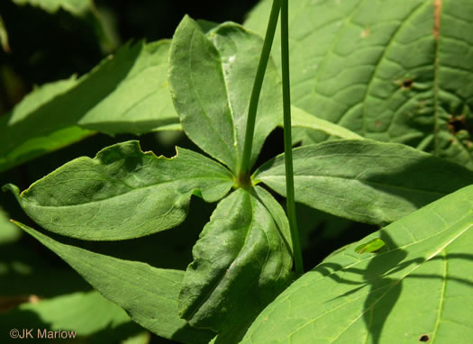 image of Silene stellata, Starry Campion, Widow's-frill