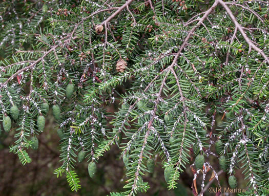 image of Tsuga canadensis, Eastern Hemlock, Canada Hemlock, Spruce Pine, Hemlock Spruce